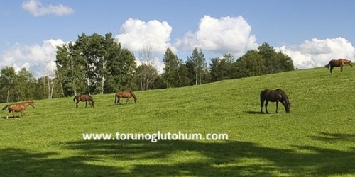 At Harası Tohumu - At Merası Tohumu Karışımları